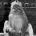 monkey_macaque_balinese_mf_ubud_v_0582_bal0588.jpg
